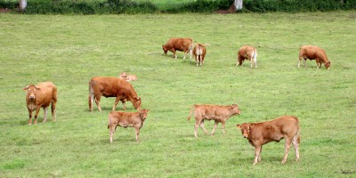 Vaches