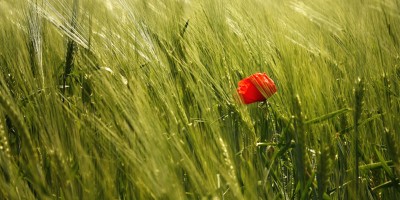 coquelicot