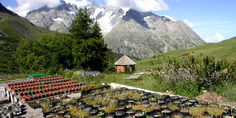 Jardin du Lautaret